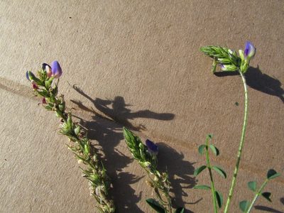 Dalea obovatifolia, photographed by Carlos Martorell