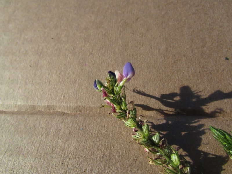 Dalea obovatifolia, photographed by Carlos Martorell