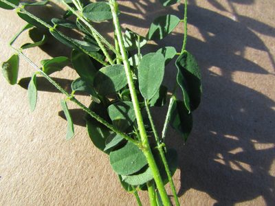 Dalea obovatifolia, photographed by Carlos Martorell