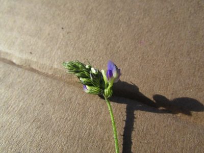 Dalea obovatifolia, photographed by Carlos Martorell