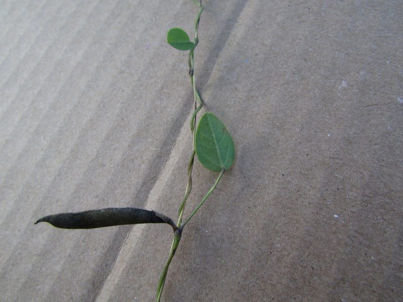 Cologania broussonetii, photographed by Carlos Martorell