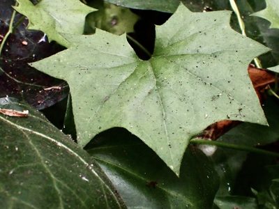 Delairea odorata