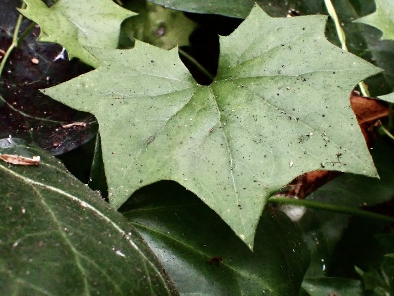 Delairea odorata, photographed by Hydrocycler (Elizabeth Dougherty)