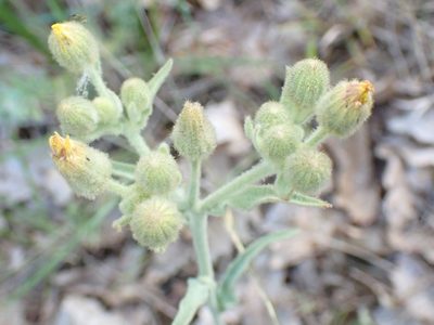 Andryala integrifolia, photographed by David Delon