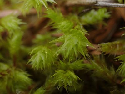 Hylocomiadelphus triquetrus, photographed by Shane Johnson