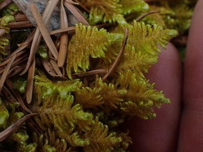 Ptilium crista-castrensis, photographed by Shane Johnson