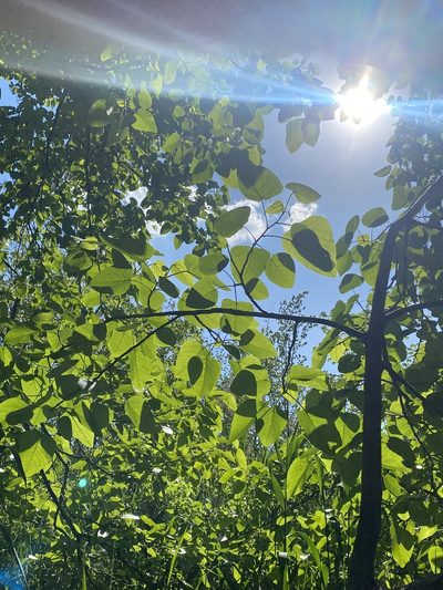 Populus heterophylla, photographed by Zihao Wang