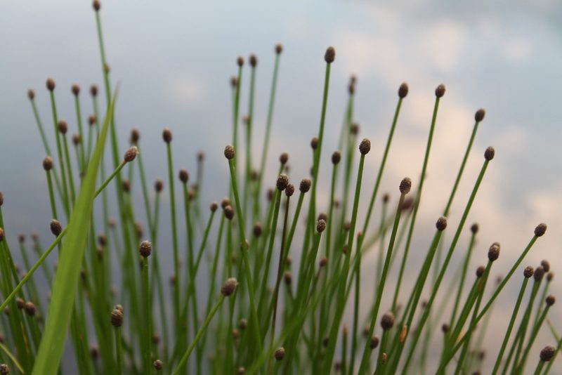 Eleocharis obtusa, photographed by Violet T.