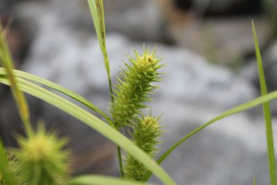 Carex lurida, photographed by Violet T.