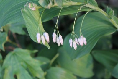 Polygonatum biflorum, photographed by Violet T.