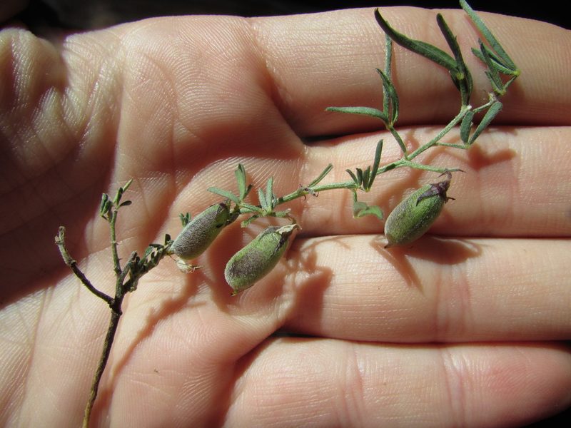 Crotalaria pumila, photographed by Carlos Martorell