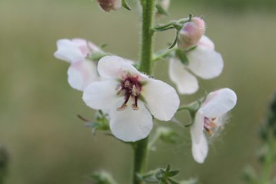 Verbascum blattaria