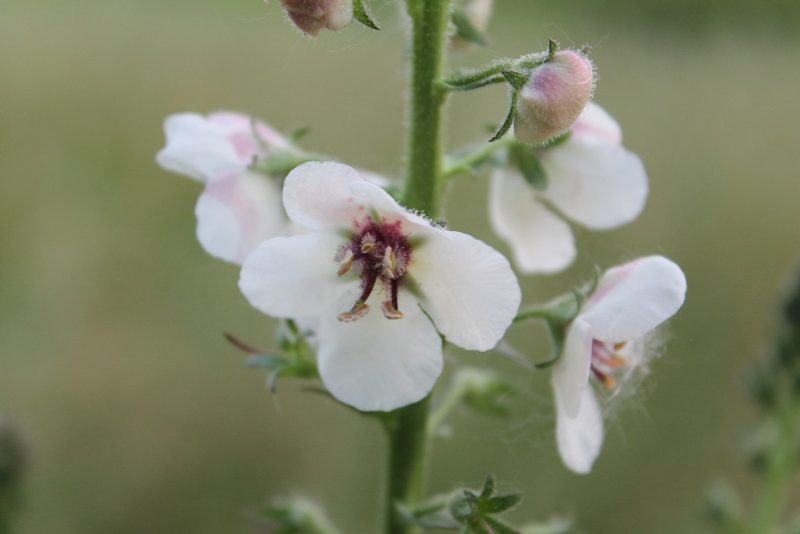 Verbascum blattaria, photographed by Violet T.