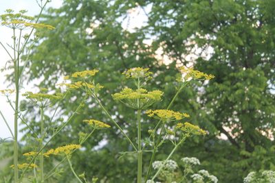 Pastinaca sativa