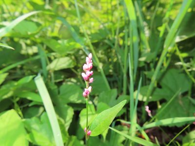 Persicaria longiseta, photographed by Mila C.