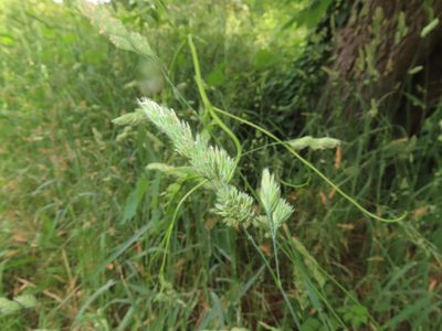 Dactylis glomerata, photographed by Mila C.