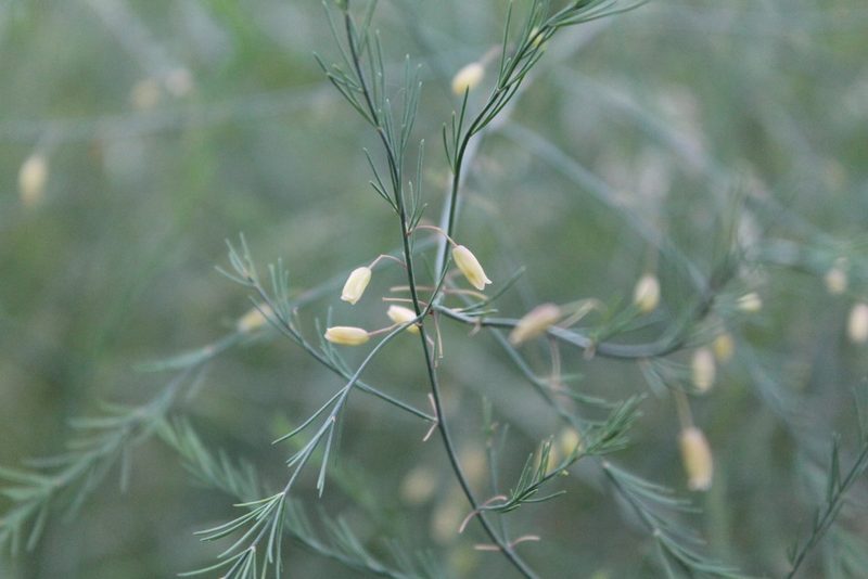 Asparagus officinalis, photographed by Violet T.