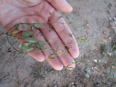 Desmodium procumbens, photographed by Carlos Martorell