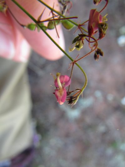 Desmodium procumbens, photographed by Carlos Martorell