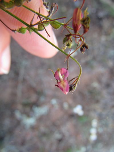 Desmodium procumbens, photographed by Carlos Martorell