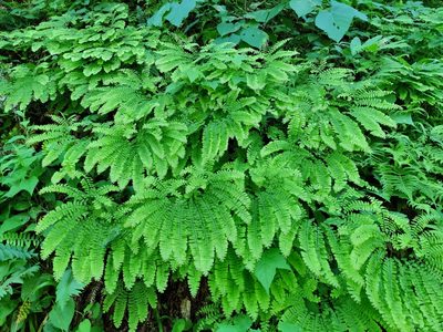 Adiantum pedatum, photographed by Gus