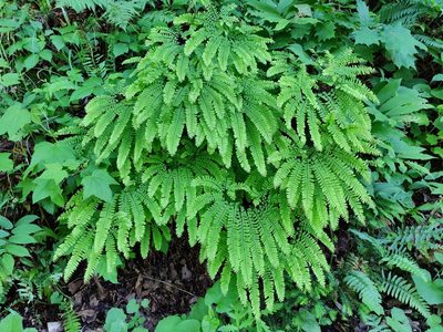 Adiantum pedatum, photographed by Gus