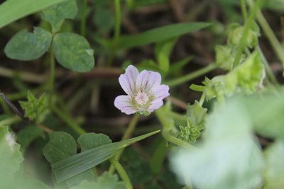 Malva neglecta, photographed by Violet T.