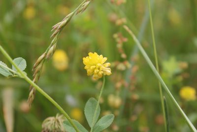 Trifolium campestre, photographed by Violet T.