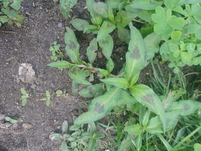 Persicaria maculosa, photographed by adam1420