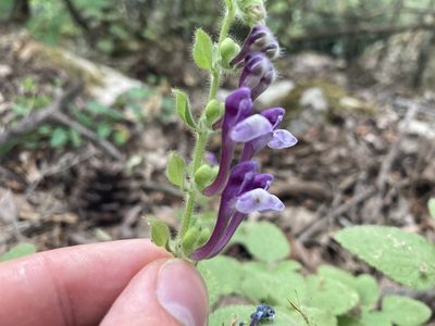 Scutellaria brevibracteata, photographed by John Kenrick Gibson