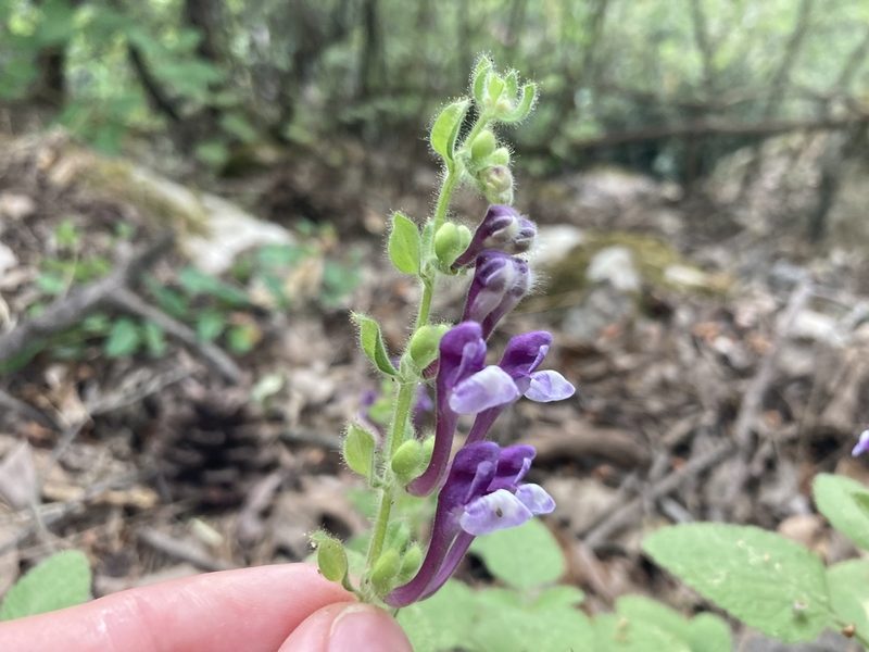 Scutellaria brevibracteata, photographed by John Kenrick Gibson