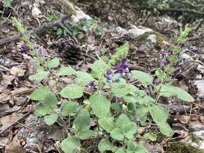 Scutellaria brevibracteata, photographed by John Kenrick Gibson