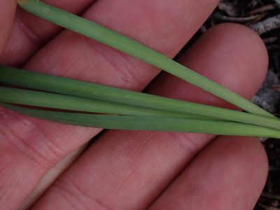 Allium cernuum, photographed by Shane Johnson