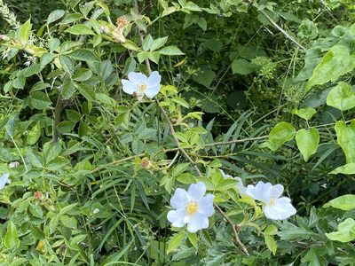 Rosa canina, photographed by David Lazarus