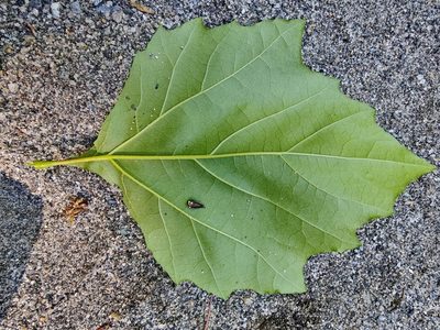 Platanus occidentalis, photographed by Gus