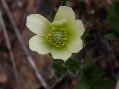 Anemone multifida, photographed by Shane Johnson