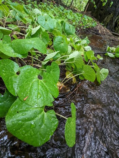 Asarum lemmonii, photographed by Justin