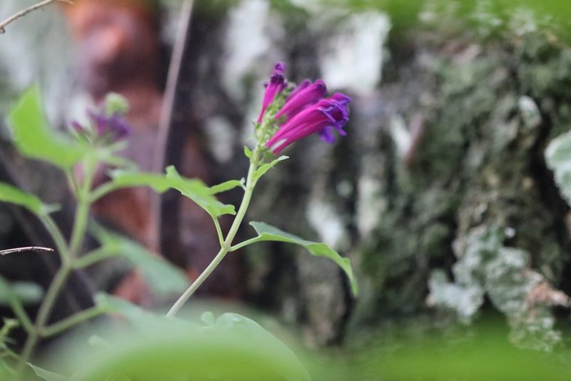 Scutellaria incarnata, photographed by Martha Lucia Ortiz-Moreno