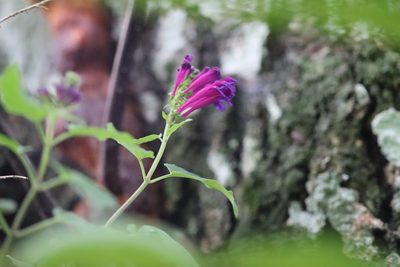 Scutellaria incarnata, photographed by Martha Lucia Ortiz-Moreno