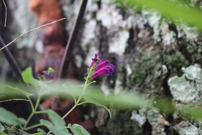 Scutellaria incarnata, photographed by Martha Lucia Ortiz-Moreno