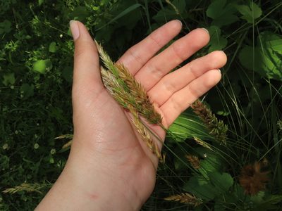 Anthoxanthum odoratum, photographed by Mila C.