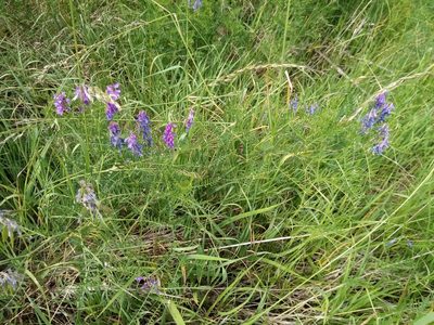 Vicia tenuifolia, photographed by Vladimír Fuka