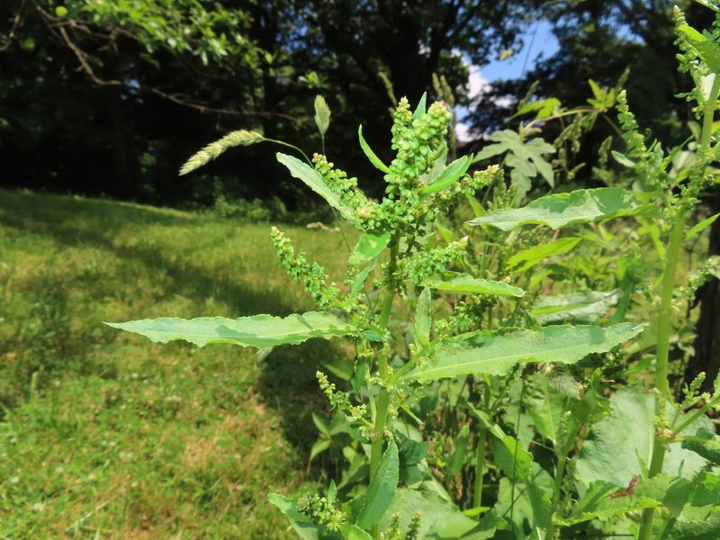 Rumex altissimus, photographed by Mila C.