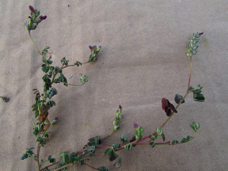 Dalea mixteca, photographed by Carlos Martorell