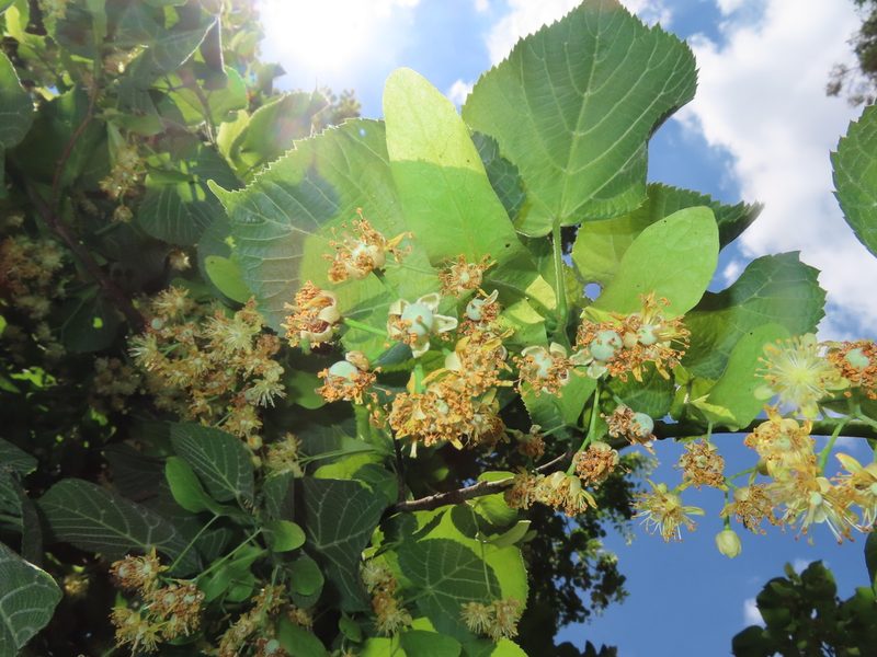 Tilia tomentosa, photographed by Mila C.