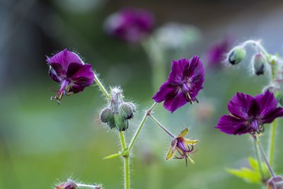 Geranium phaeum, photographed by Tina Ellegaard Poulsen
