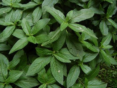 Mercurialis perennis, photographed by Jon Mortin
