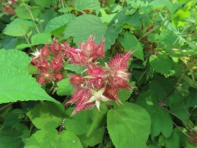 Rubus phoenicolasius, photographed by Mila C.