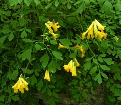 Pseudo-fumaria lutea, photographed by Jon Mortin