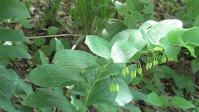 Polygonatum biflorum, photographed by Marilynn Miller